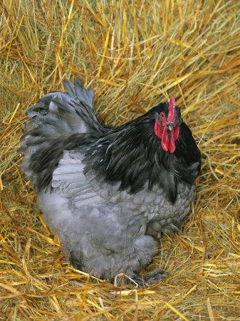 Cock Breed